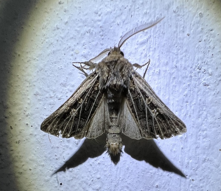 Tholera decimalis - közönséges fésűsbagoly