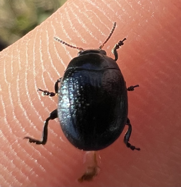 Chrysolina haemoptera - mezei levélbogár