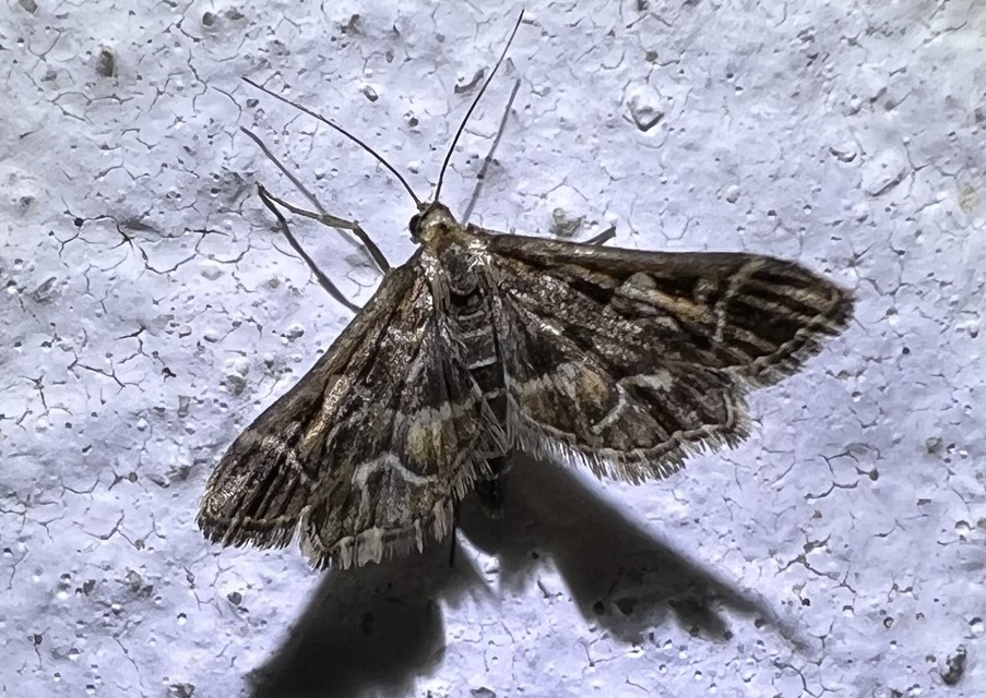 Diasemia reticularis - betűmintás tűzmoly