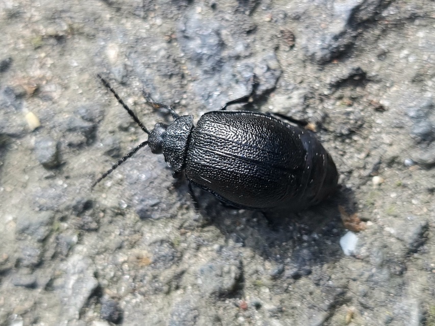 Galeruca tanaceti - fekete olajosbogár