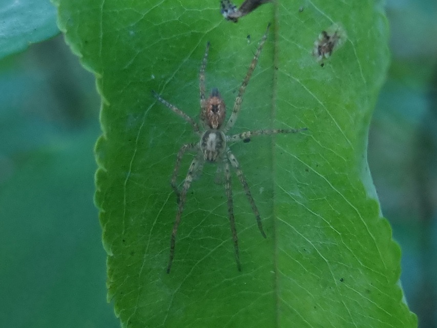 Anyphaena accentuata - jegyespók