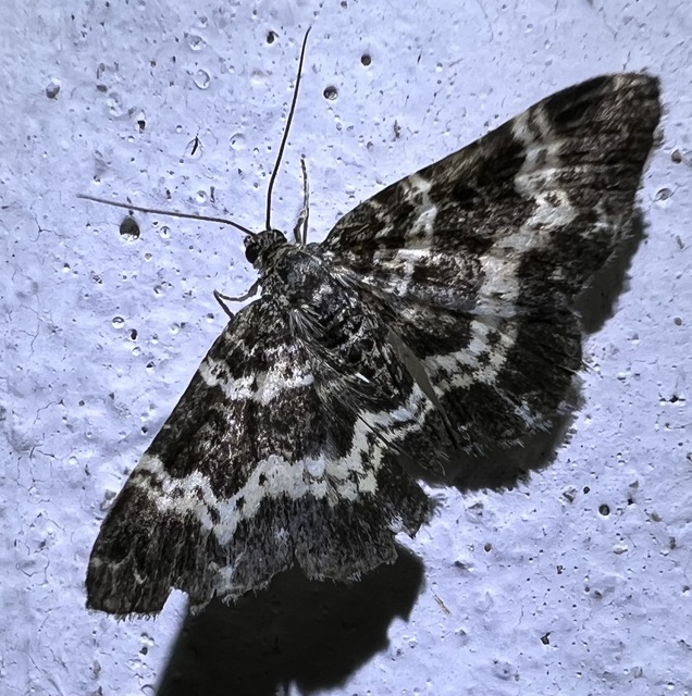 Epirrhoe tristata - gyászos tarkaaraszoló