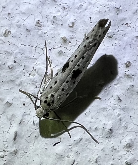 Yponomeuta plumbella - pókhálós bengemoly
