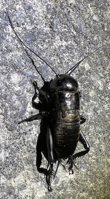 Gryllus campestris - mezei tücsök