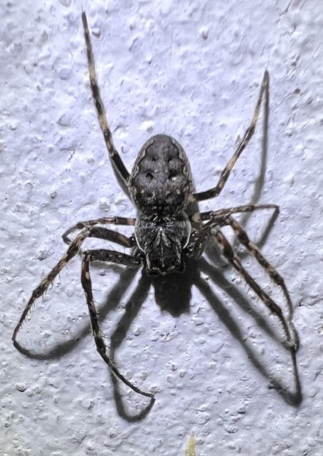 Nuctenea umbratica - közönséges rés-keresztespók