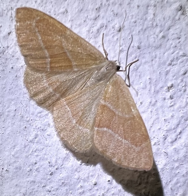Hylaea fasciaria - erdeifenyő-sávosaraszoló
