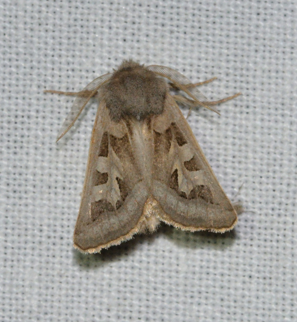 Episema glaucina - fogasjegyű liliombagoly