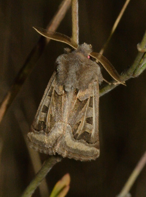 Episema glaucina - fogasjegyű liliombagoly