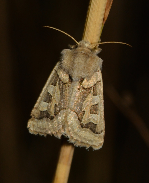 Episema glaucina - fogasjegyű liliombagoly