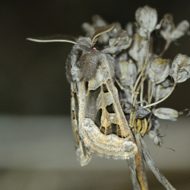 Episema glaucina - fogasjegyű liliombagoly