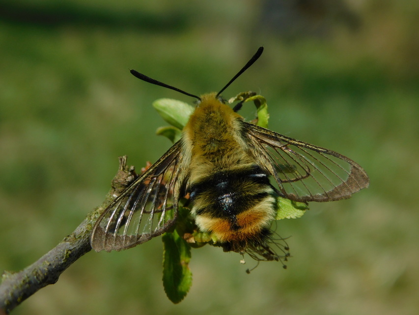 Hemaris tityus - pöszörszender Hemaris tityus - pöszörszender
