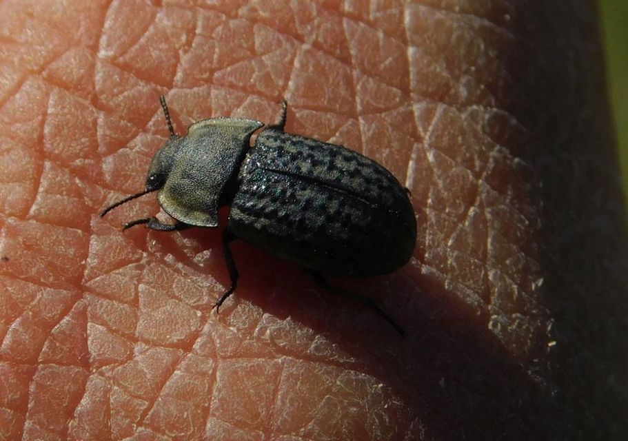 Opatrum sabulosum - sároshátú gyászbogár