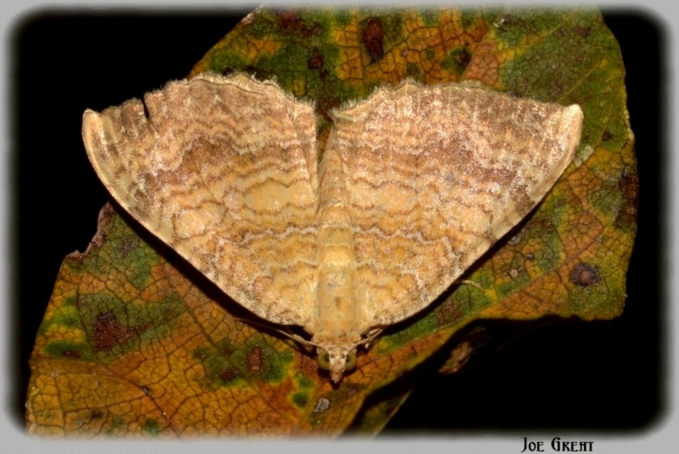 Camptogramma bilineata - kétvonalas sávosaraszoló