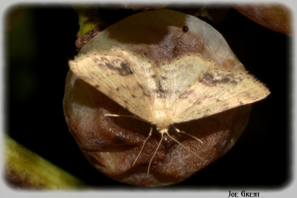 Idaea dimidiata - gyakori apróaraszoló