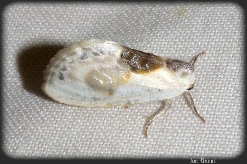 Cilix glaucata - törpe sarlósszövő