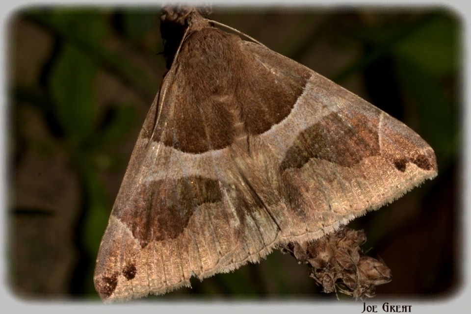 Dysgonia algira - déli porcelánbagoly