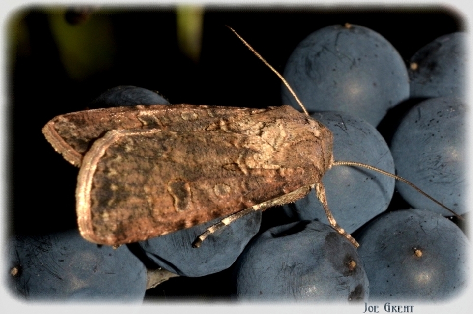 Agrotis segetum - vetési földibagoly