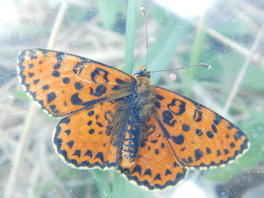 Melitaea didyma - tüzes tarkalepke