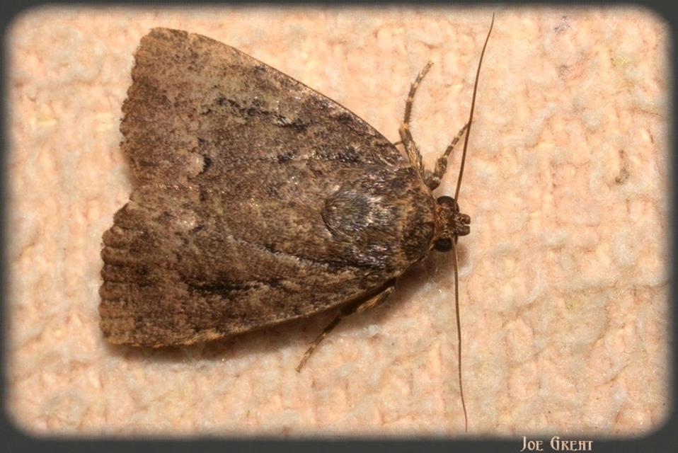 Amphipyra berbera/pyramidea