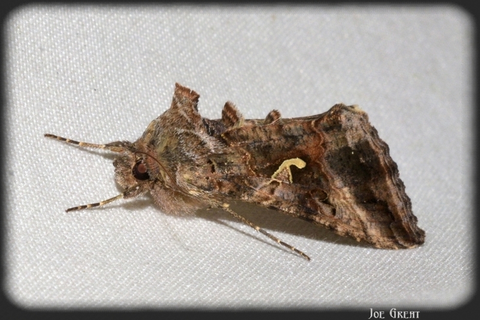Autographa gamma - gammalepke