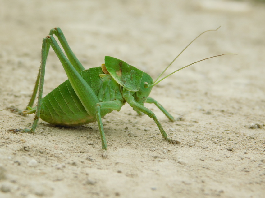 Polysarcus denticauda - fogasfarkú szöcske