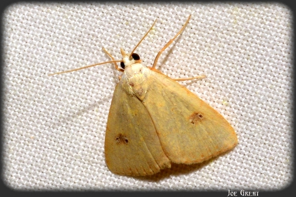 Rivula sericealis - selymes lórombagoly
