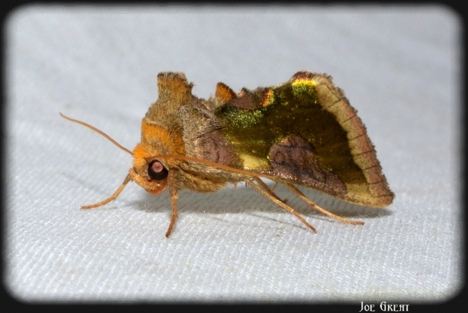 Diachrysia stenochrysis - rejtőző aranybagoly