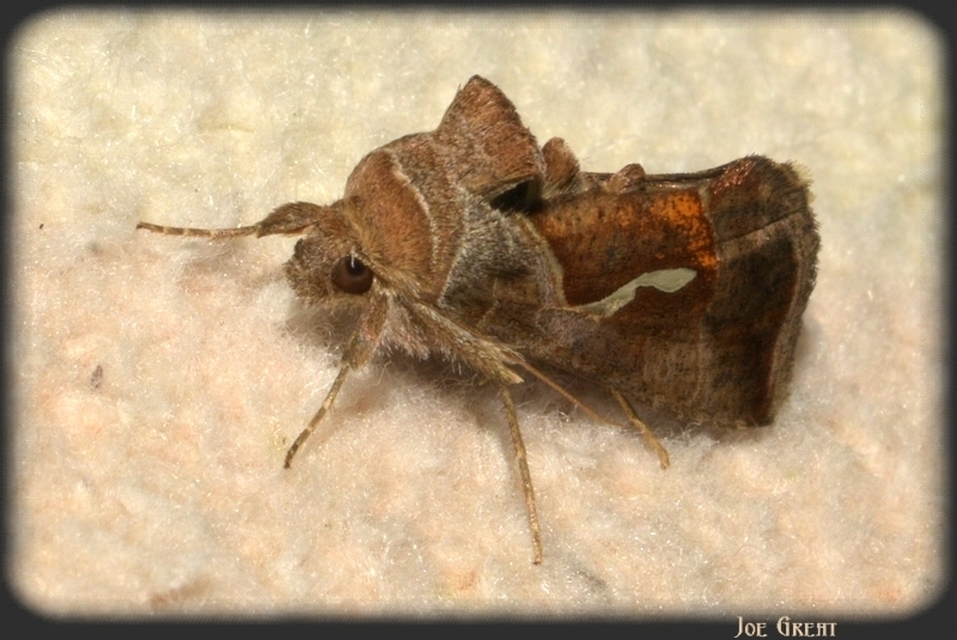Macdunnoughia confusa - cseppfoltos ezüstbagoly