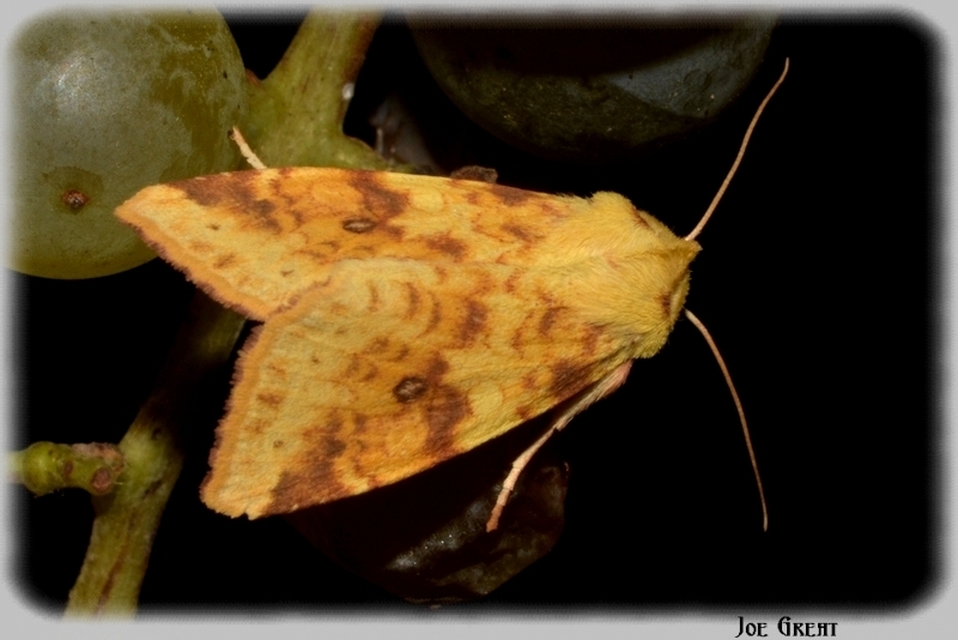 Cirrhia icteritia - nyárfa-sárgabagoly