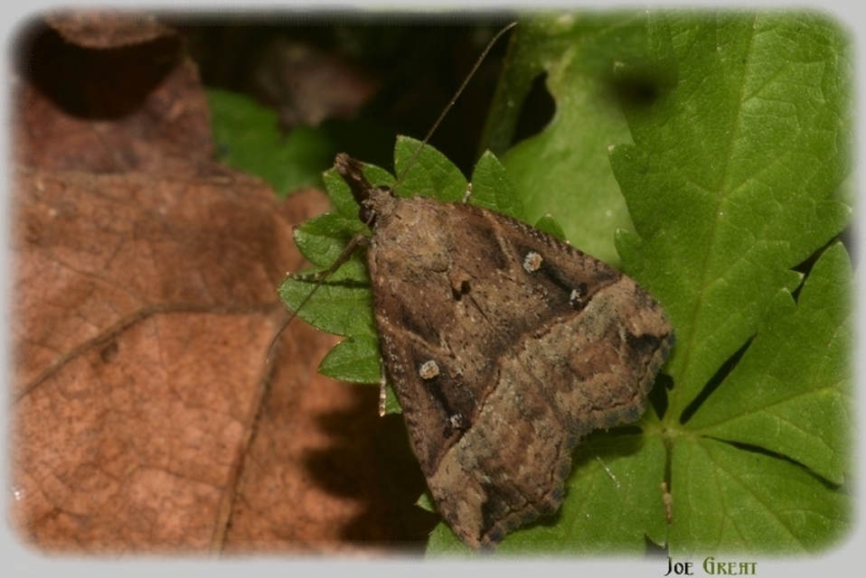 Hypena rostralis - közönséges karcsúbagoly