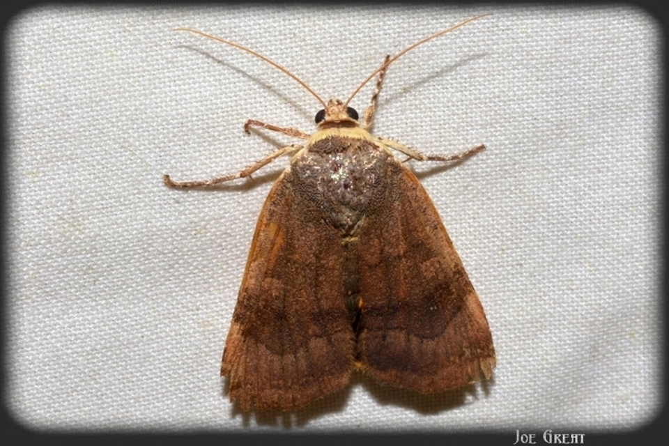 Noctua janthe/janthina