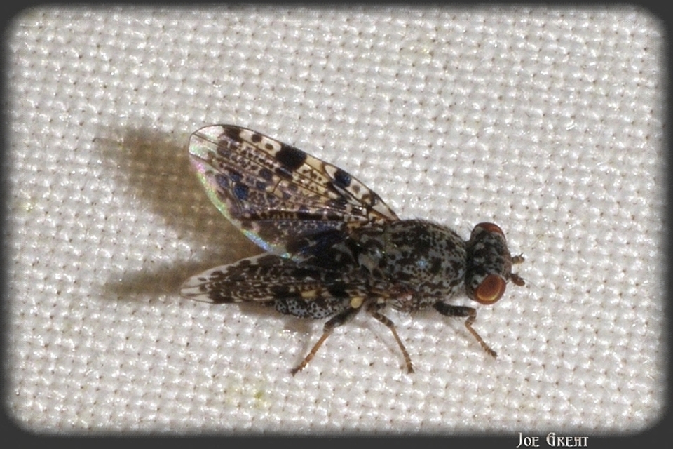 Callopistromyia annulipes - pávalégy