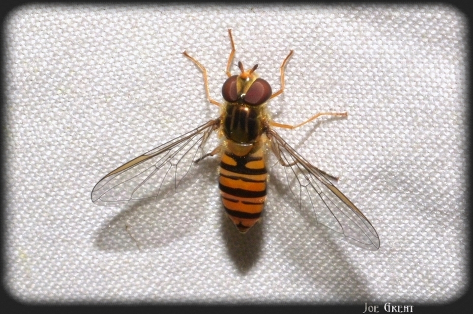 Episyrphus balteatus - ékfoltos zengőlégy