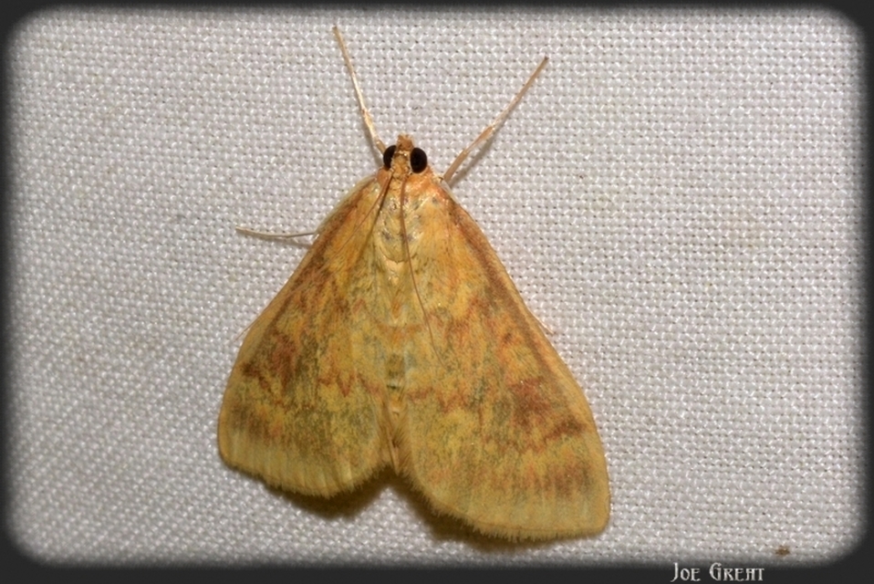 Ostrinia nubilalis - kukoricamoly