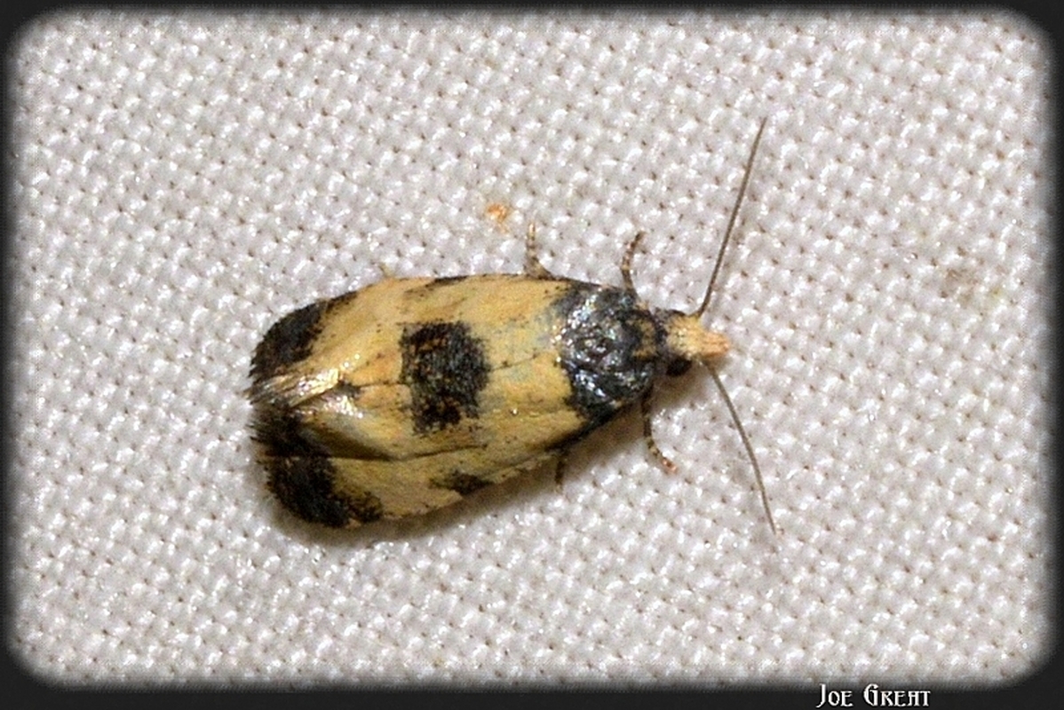Neocochylis dubitana - kis fúrómoly