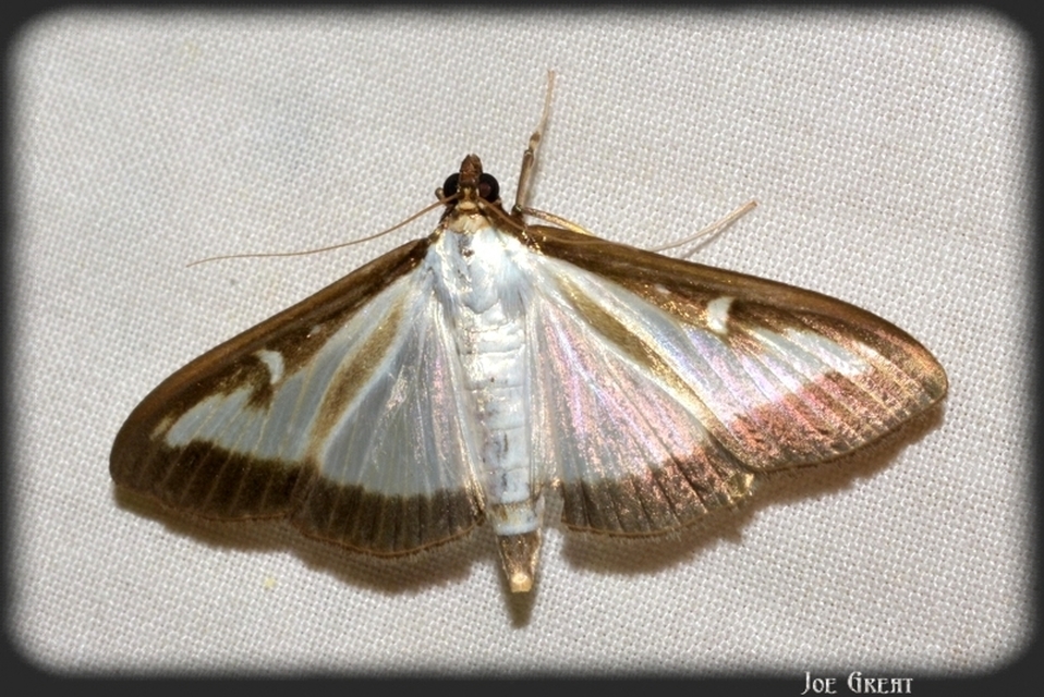Cydalima perspectalis - puszpáng-tűzmoly