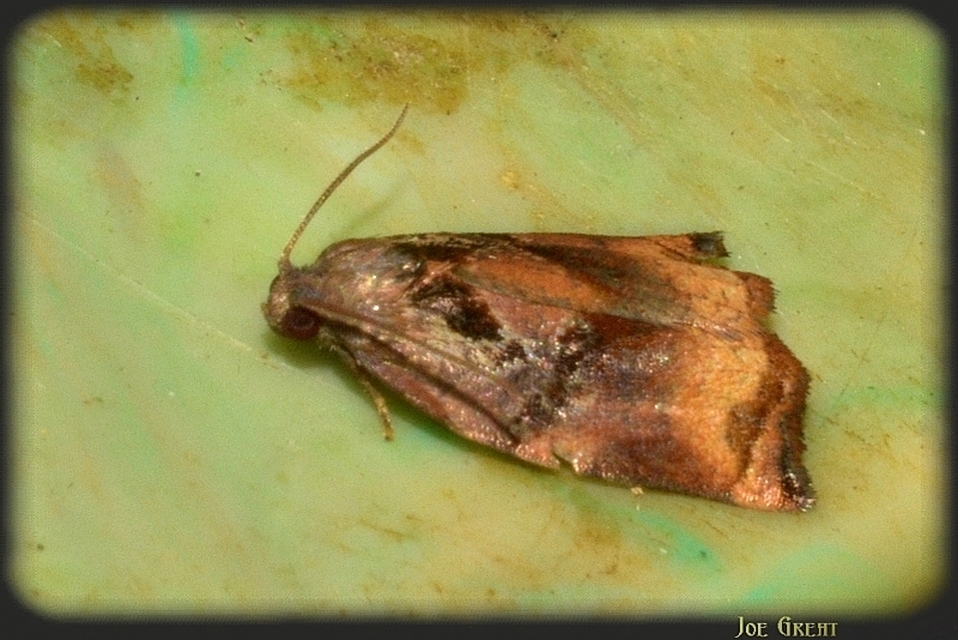Archips podana - dudvarágó sodrómoly