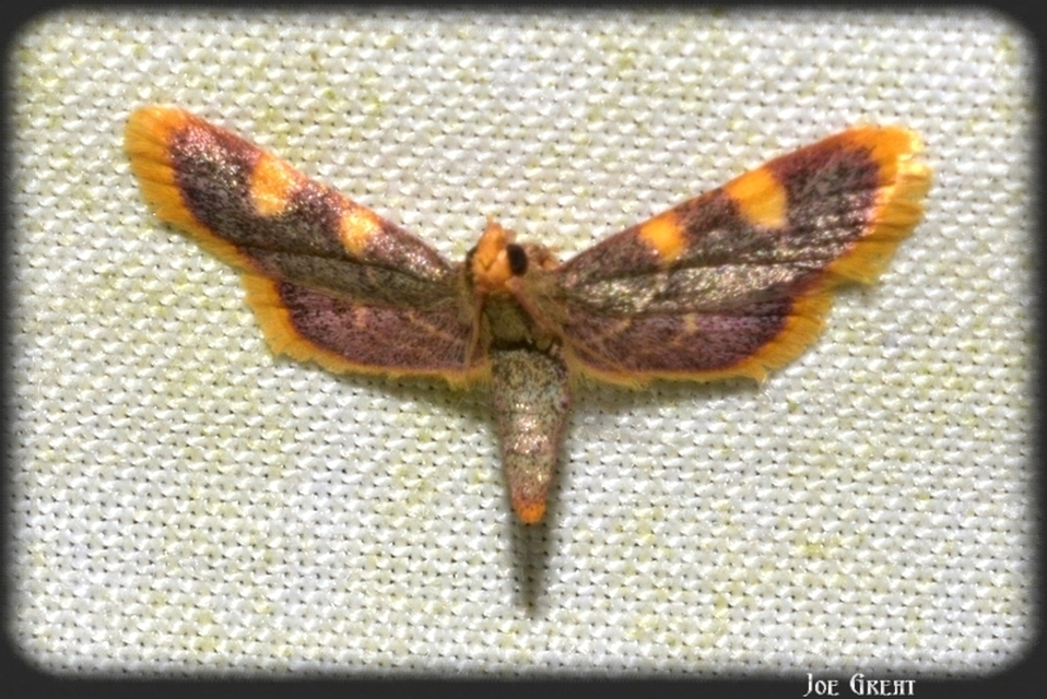 Hypsopygia costalis - szénailonca
