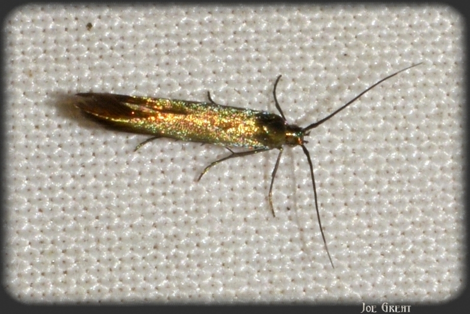 Coleophora