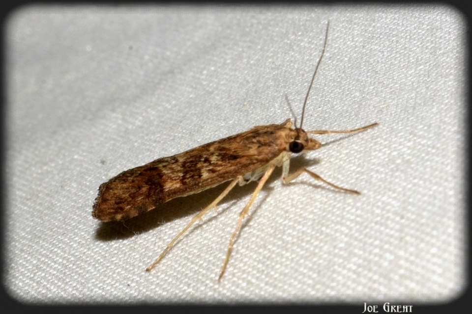 Nomophila noctuella - közönséges vándormoly