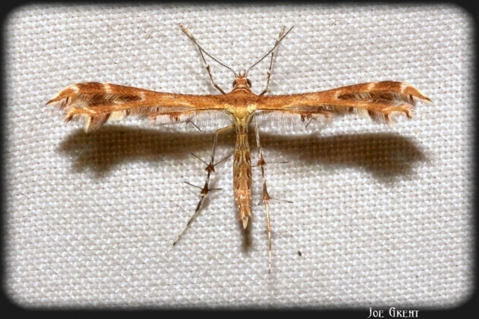 Pterophoridae - tollasmolyfélék