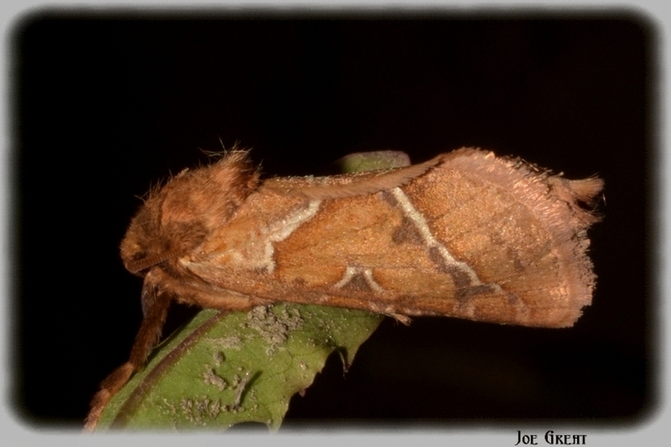 Triodia sylvina - kis gyökérrágólepke