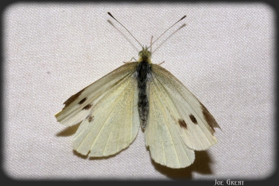 Pieris rapae - répalepke