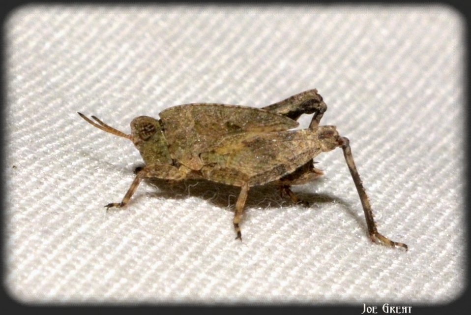 Tetrix bipunctata - kétpettyes tövishátúsáska