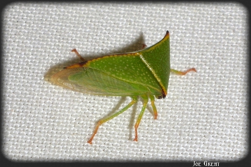 Stictocephala bisonia - bivalykabóca
