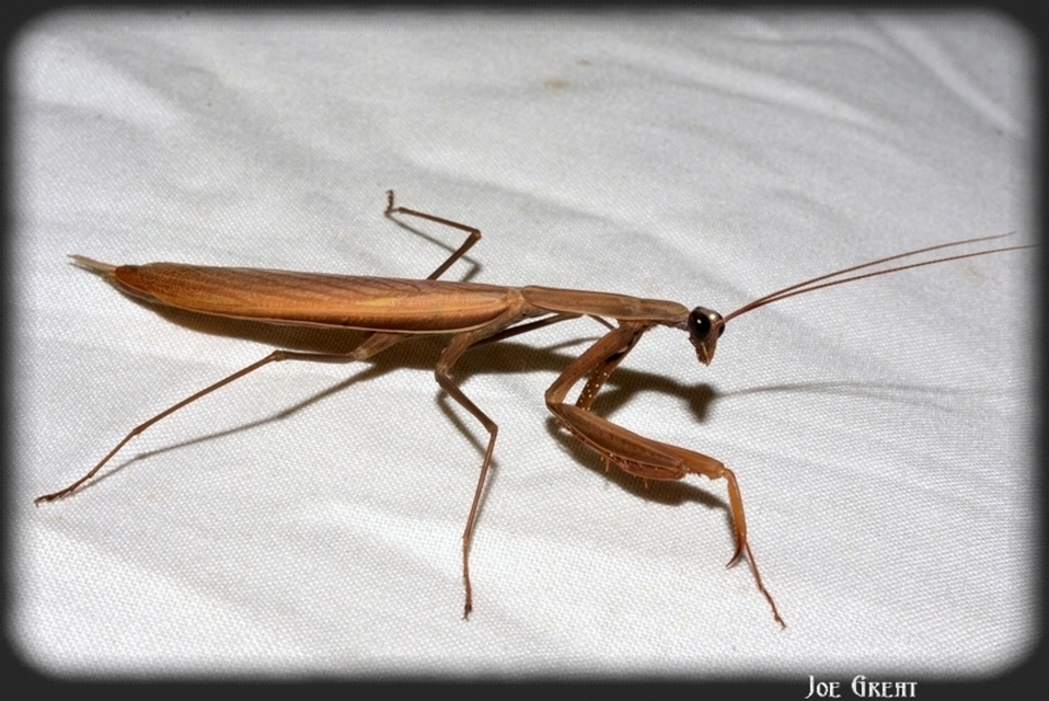 Mantis religiosa - imádkozósáska