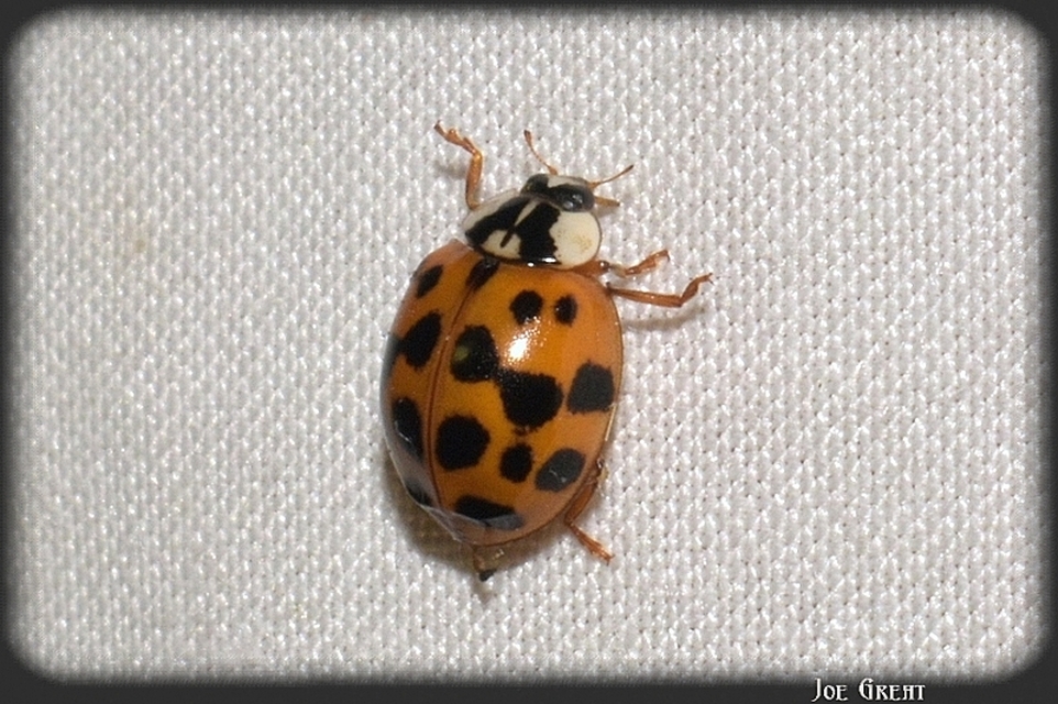 Harmonia axyridis - harlekinkatica