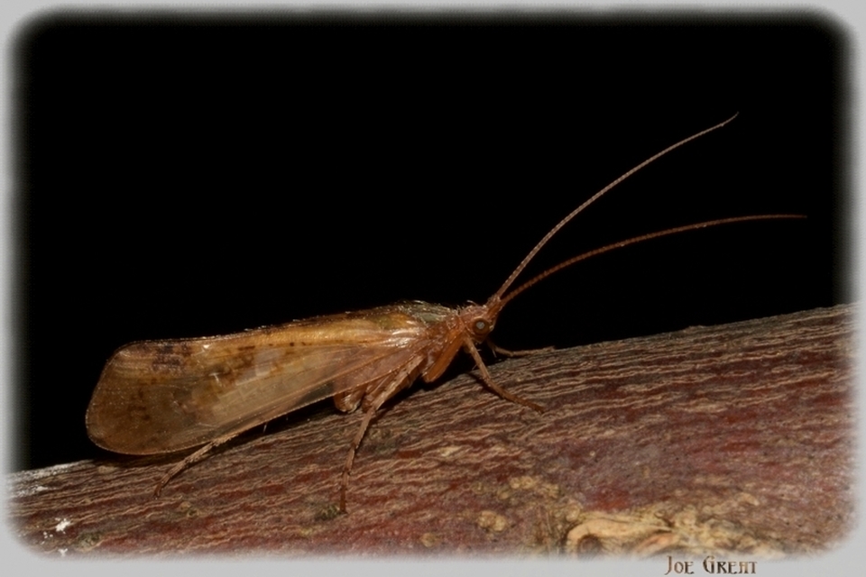 Trichoptera - Tegzesek