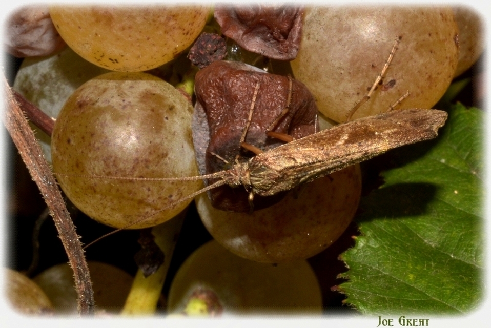 Trichoptera - Tegzesek