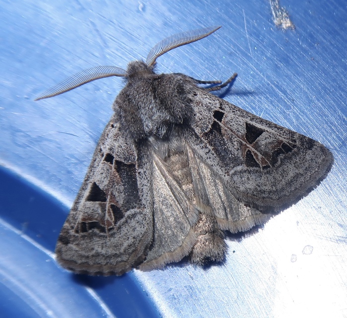 Episema tersa - hármasjegyű liliombagoly